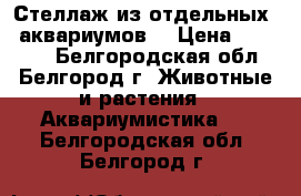 Стеллаж из отдельных 8 аквариумов. › Цена ­ 28 000 - Белгородская обл., Белгород г. Животные и растения » Аквариумистика   . Белгородская обл.,Белгород г.